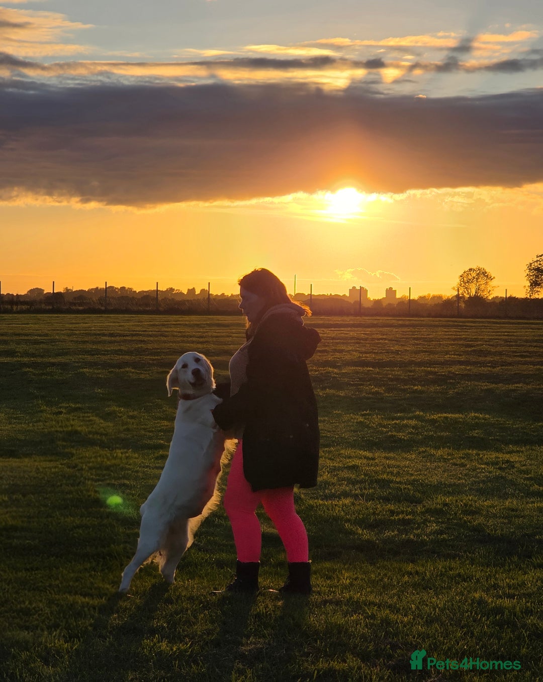 Golden Retriever dogs for sale: Beautiful Golden Retriever Boys – Ready Soon - Image 9