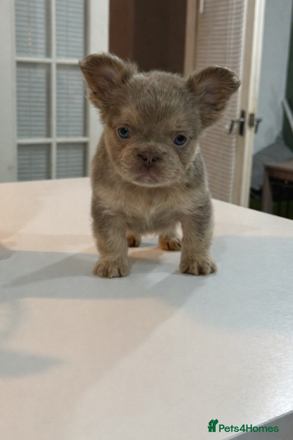 French Bulldog dogs Fluffy french bulldogs READ DESCRIPTION  - Advert 11