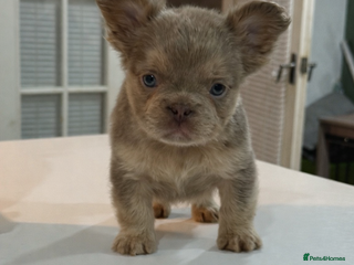 French Bulldog dogs Fluffy french bulldogs READ DESCRIPTION - Advert 15