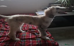Afghan Hound dogs for sale: Amazing Afgan Hound for sale - Image 1