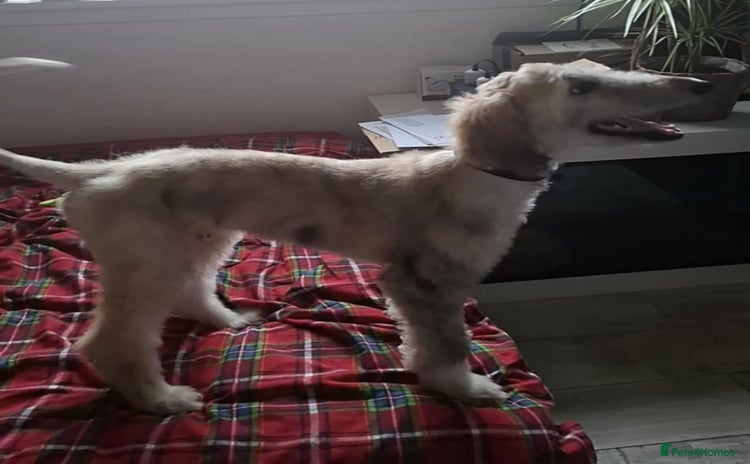 Afghan Hound dogs - Advert 1