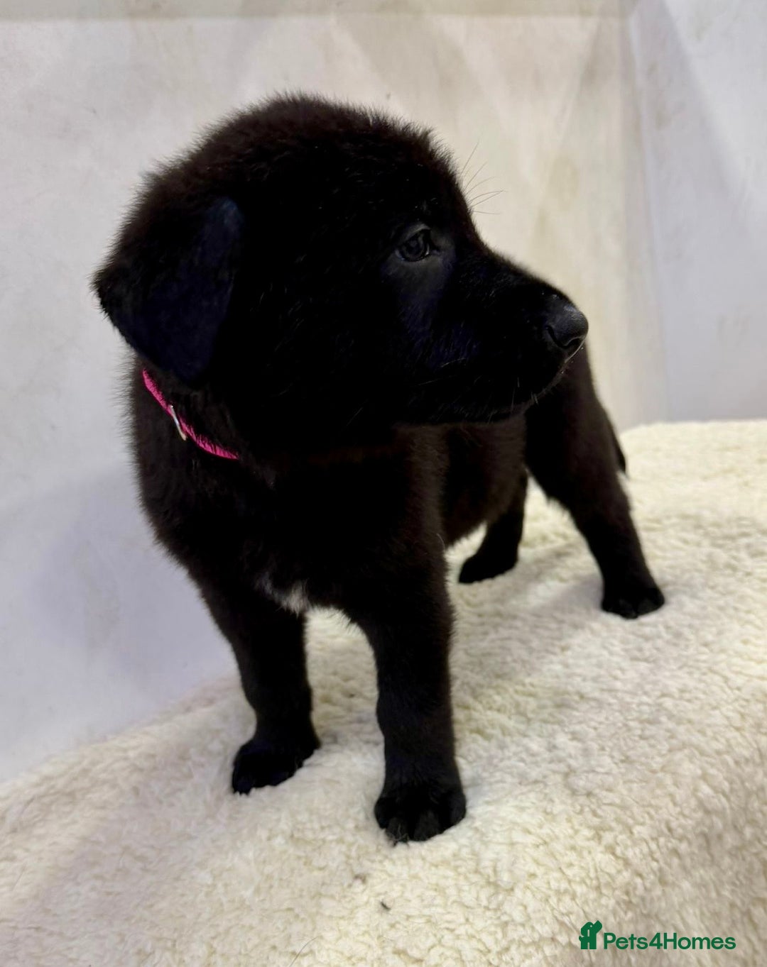 German Shepherd dogs for sale: DDR Working Line GSD Puppies Rare Working Lines - Advert 34