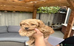 Cavapoochon dogs for sale: 5* Gorgeous F1b Cavapoochons - Image 7
