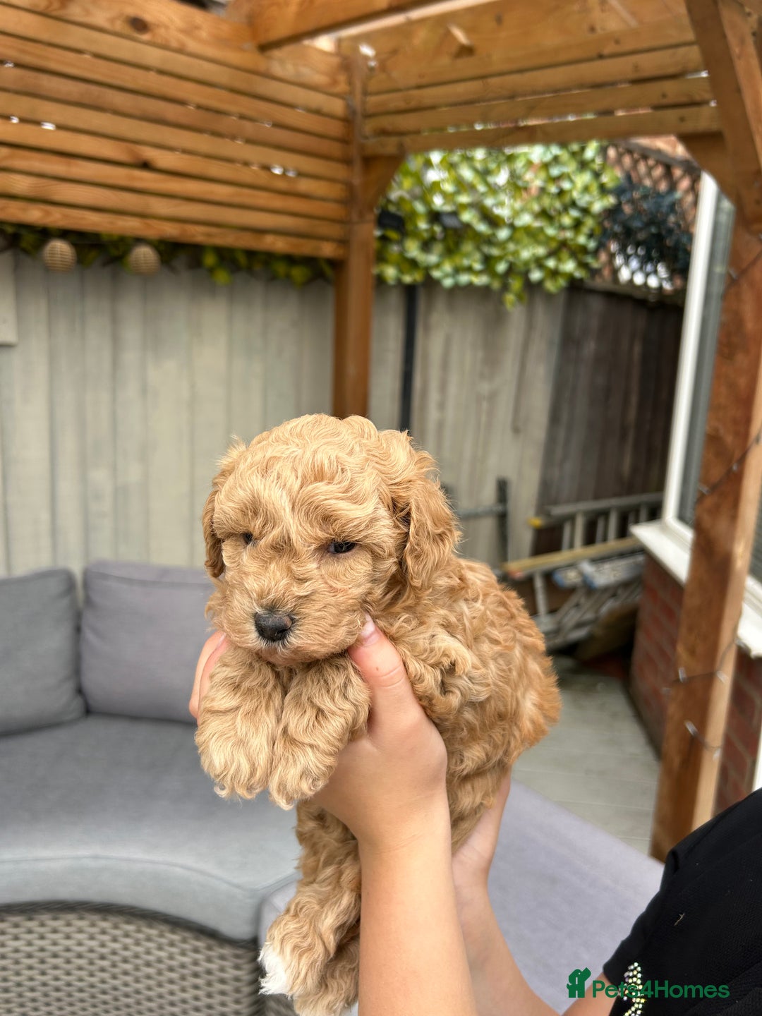 Cavapoochon dogs for sale: 5* Gorgeous F1b Cavapoochons - Image 7