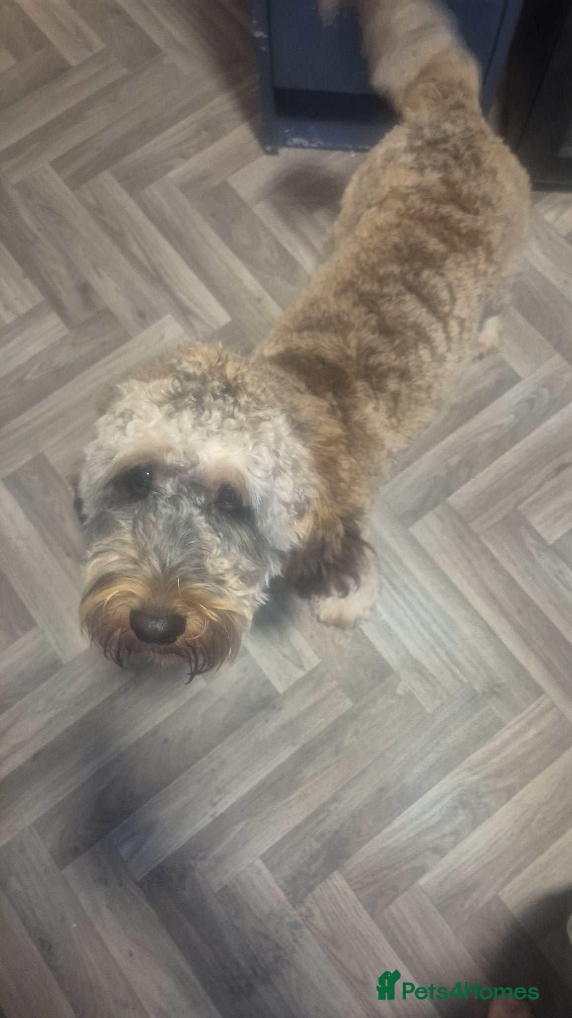 Cockapoo dogs F1 STUD COCKERPOO  - Advert 5