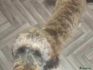 Cockapoo dogs F1 STUD COCKERPOO - Advert 5