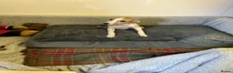 Whippet dogs for sale: Whippet - Advert 9