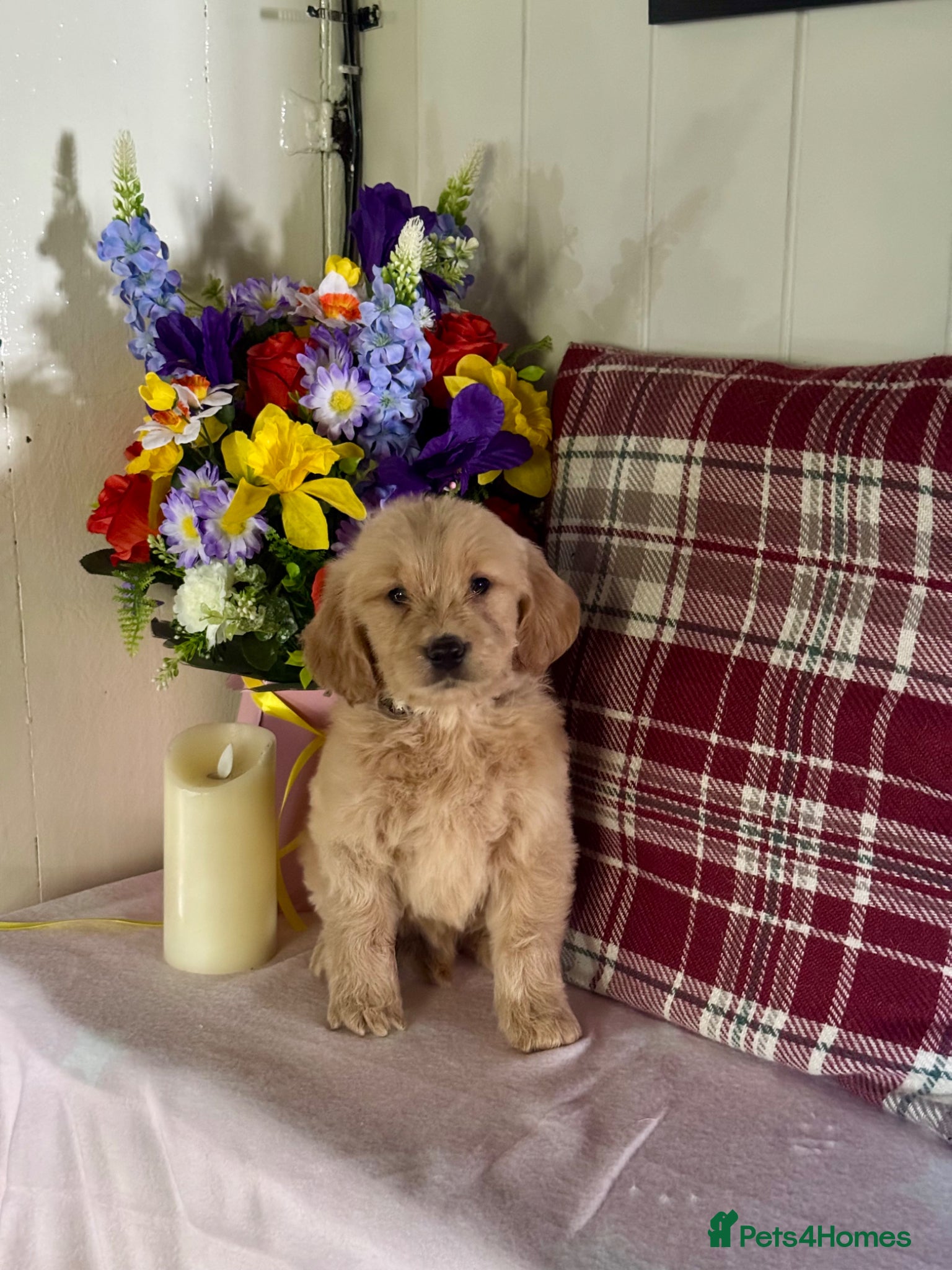 Goldendoodle dogs for sale: 1 boy left teddy bear like mini Goldendoodles  - Advert 12