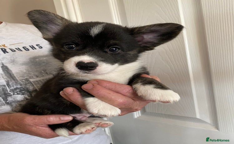 Welsh Corgi Cardigan dogs - Advert 1