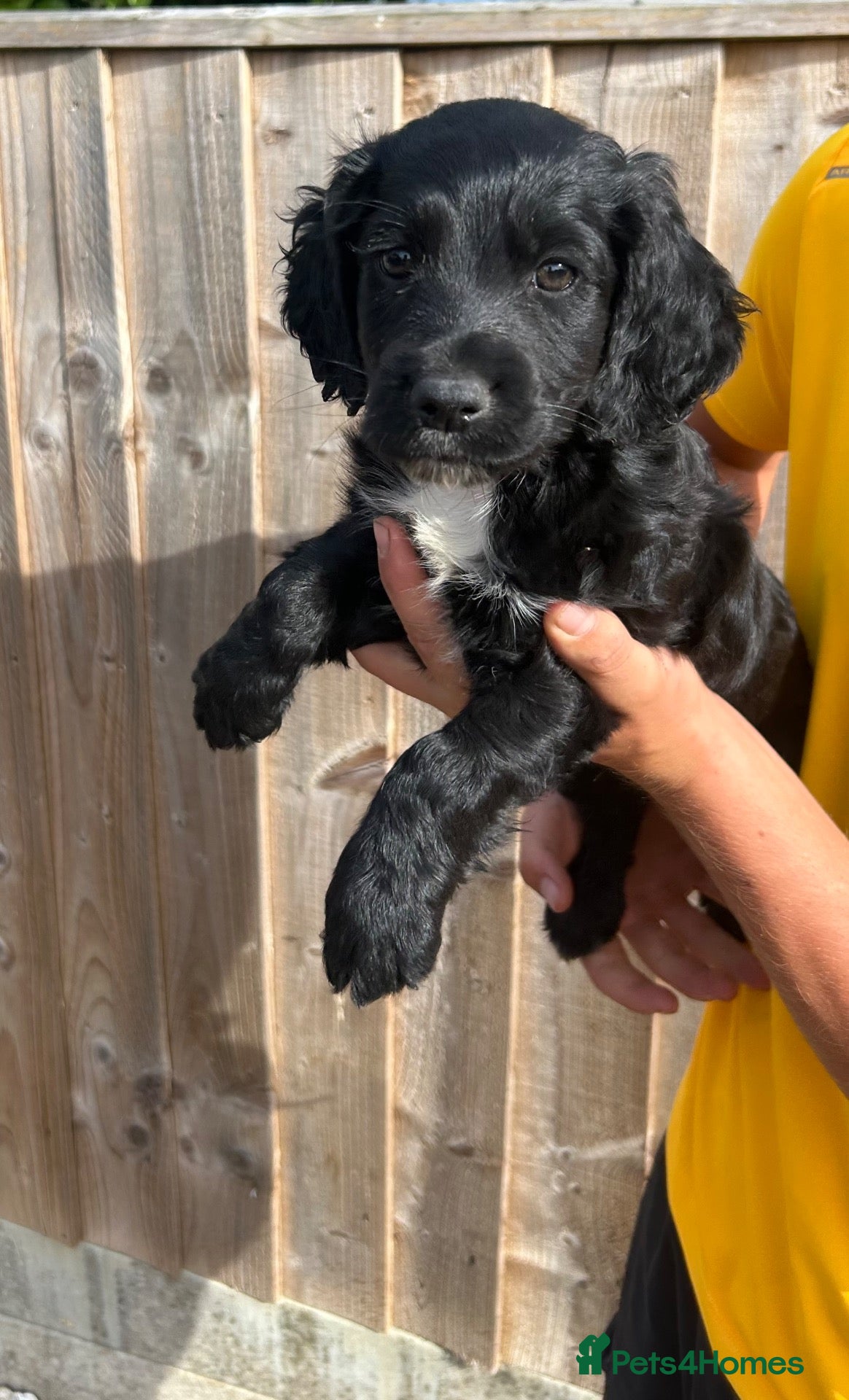 Cocker Spaniel dogs READY TO LEAVE beautiful cocker spaniel pups  - Advert 2