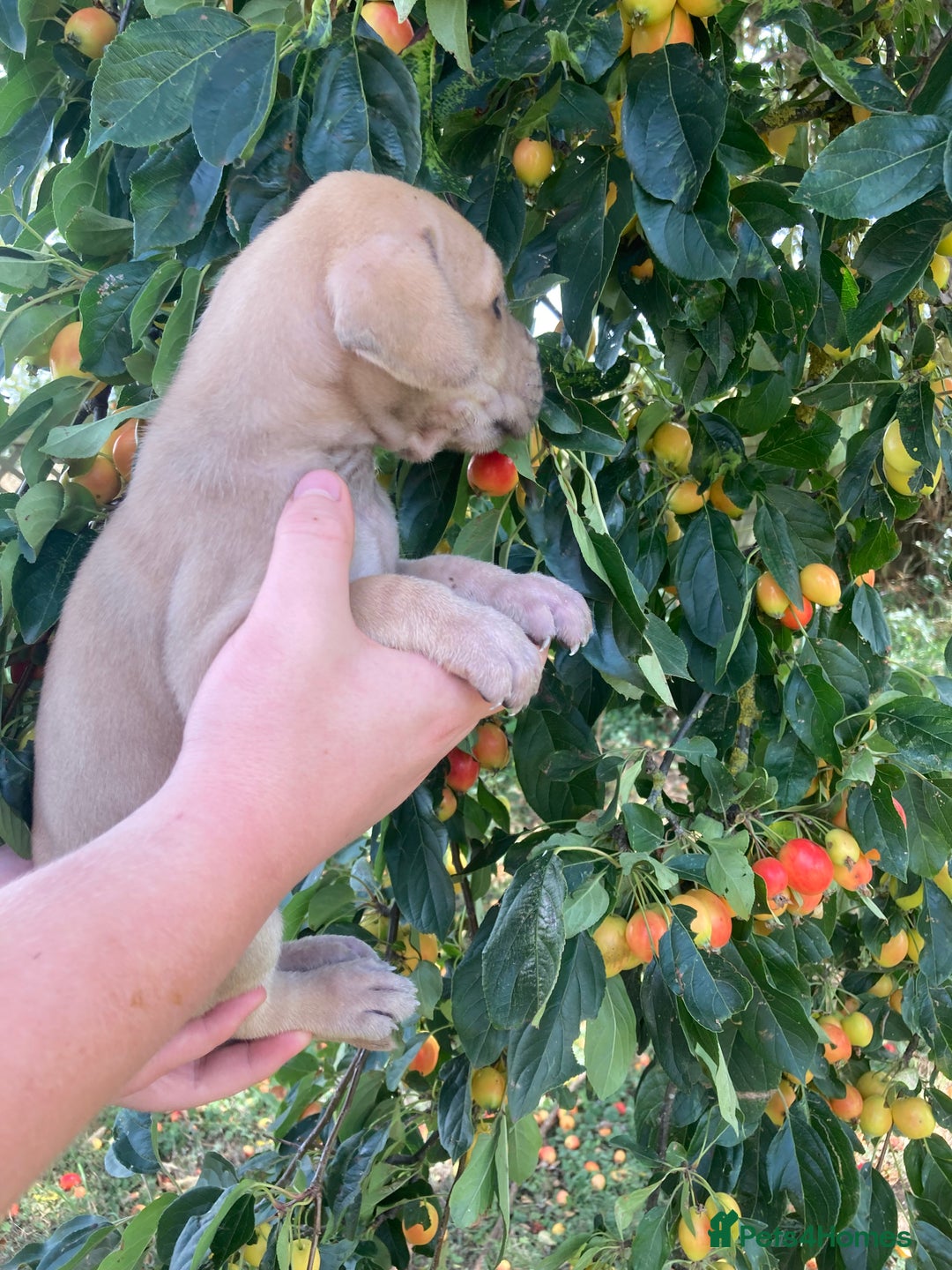 Great Dane dogs for sale: Beautiful Great Dane pups - Image 21