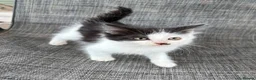 Mixed Breed cats for sale: Beautiful female kitten - Advert 2