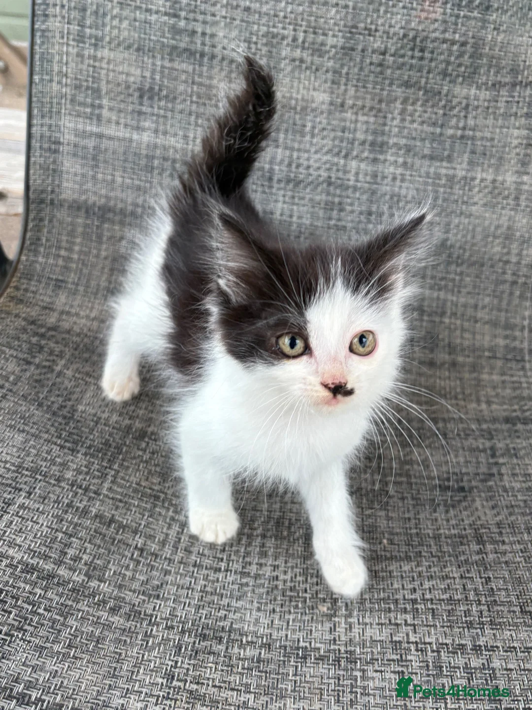 Mixed Breed cats for sale: Beautiful female kitten - Advert 2