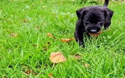 Mixed Breed dogs for sale: Dutch shepherd X pointer puppies  - Advert 6