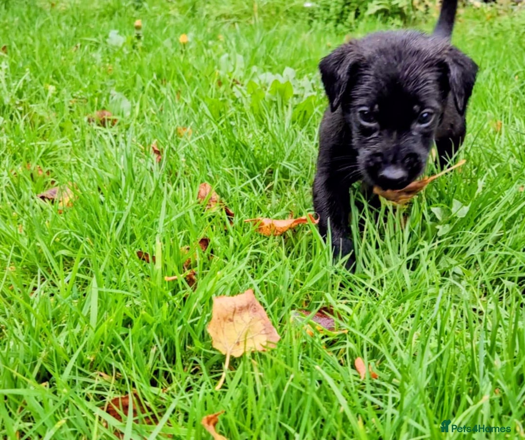 Mixed Breed dogs for sale: Dutch shepherd X pointer puppies  - Advert 6