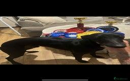 Whippet dogs for sale: Whippet Pups For Sale - Image 16