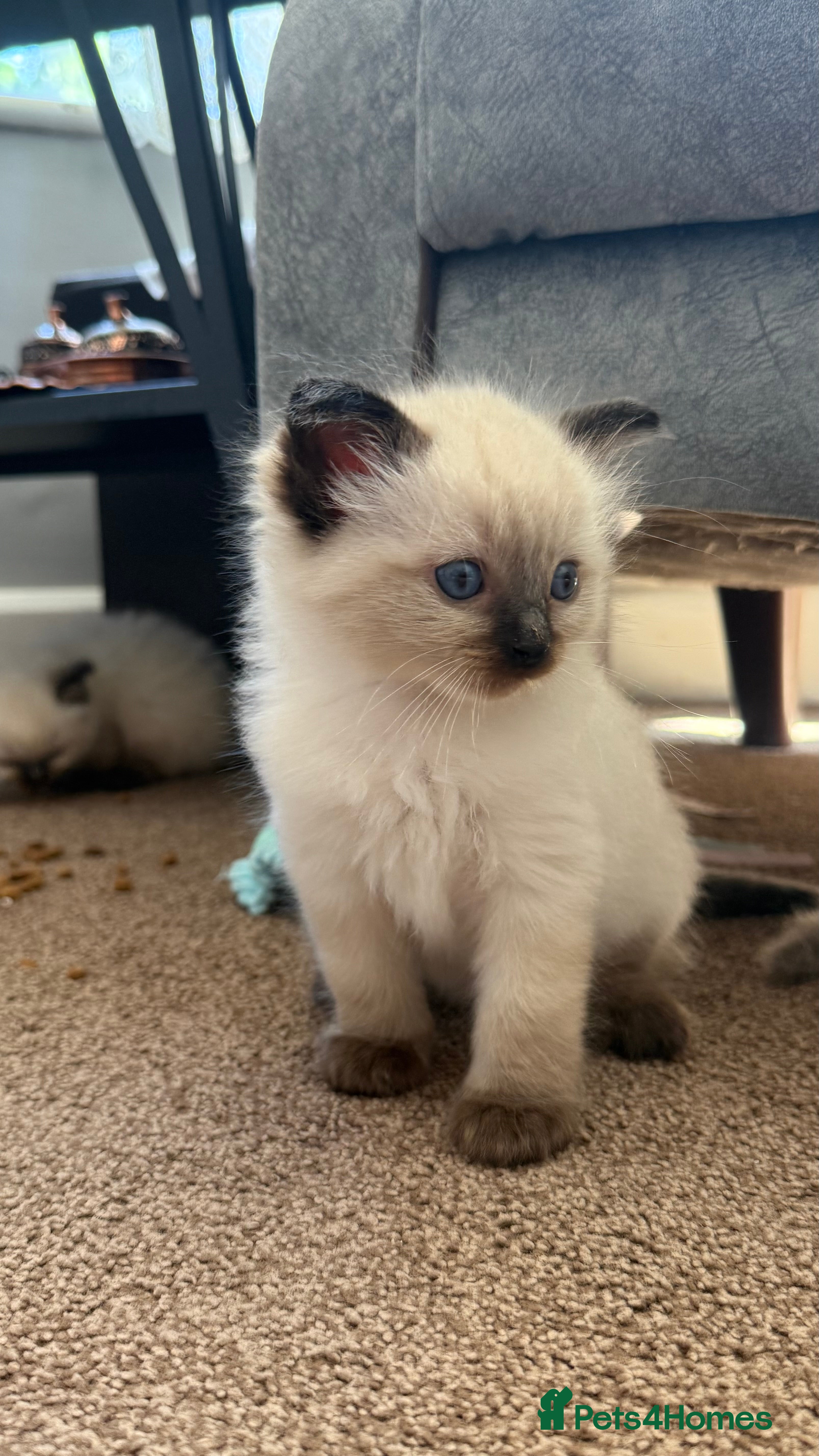 Ragdoll cats 6x blue eyes ragdoll kittens - Advert 2