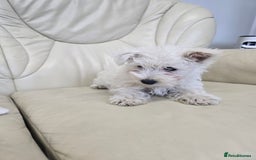West Highland Terrier dogs for sale: KC REGISTERED WEST HIGHLAND TERRIERS - Image 9