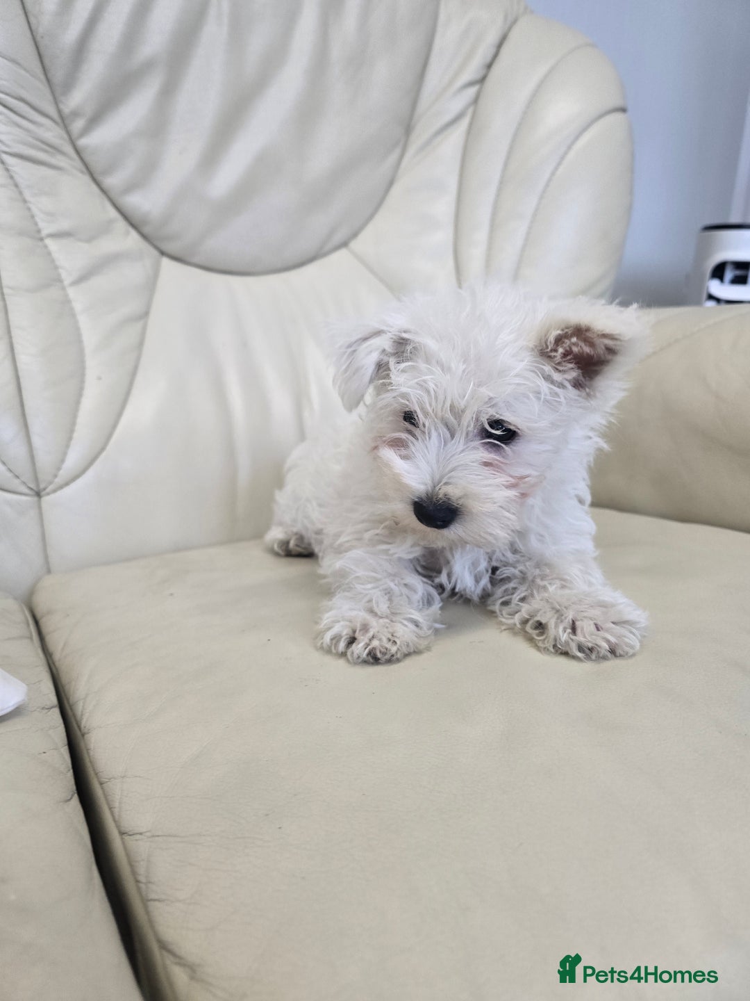 West Highland Terrier dogs for sale: KC REGISTERED WEST HIGHLAND TERRIERS - Image 9