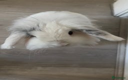 Mini Lop rabbits for sale: Mini lop bunny - Image 5