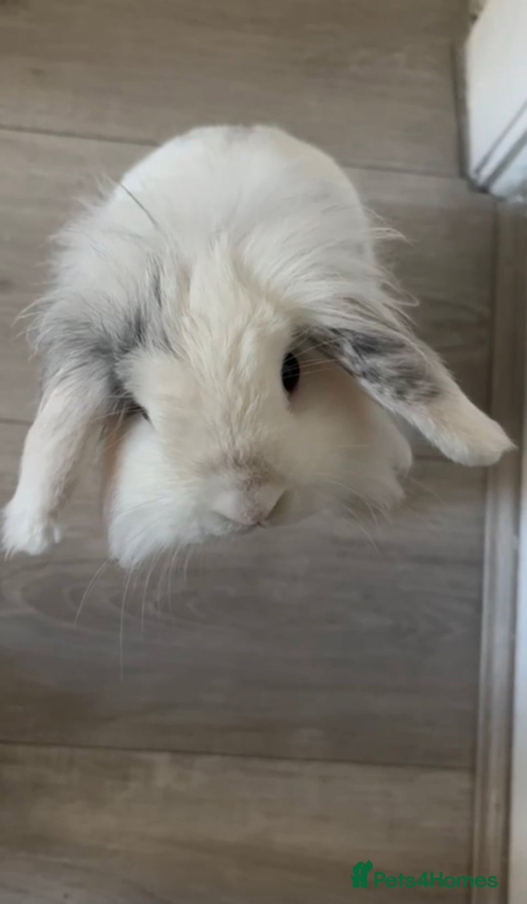 Mini Lop rabbits for sale: Mini lop bunny - Image 5