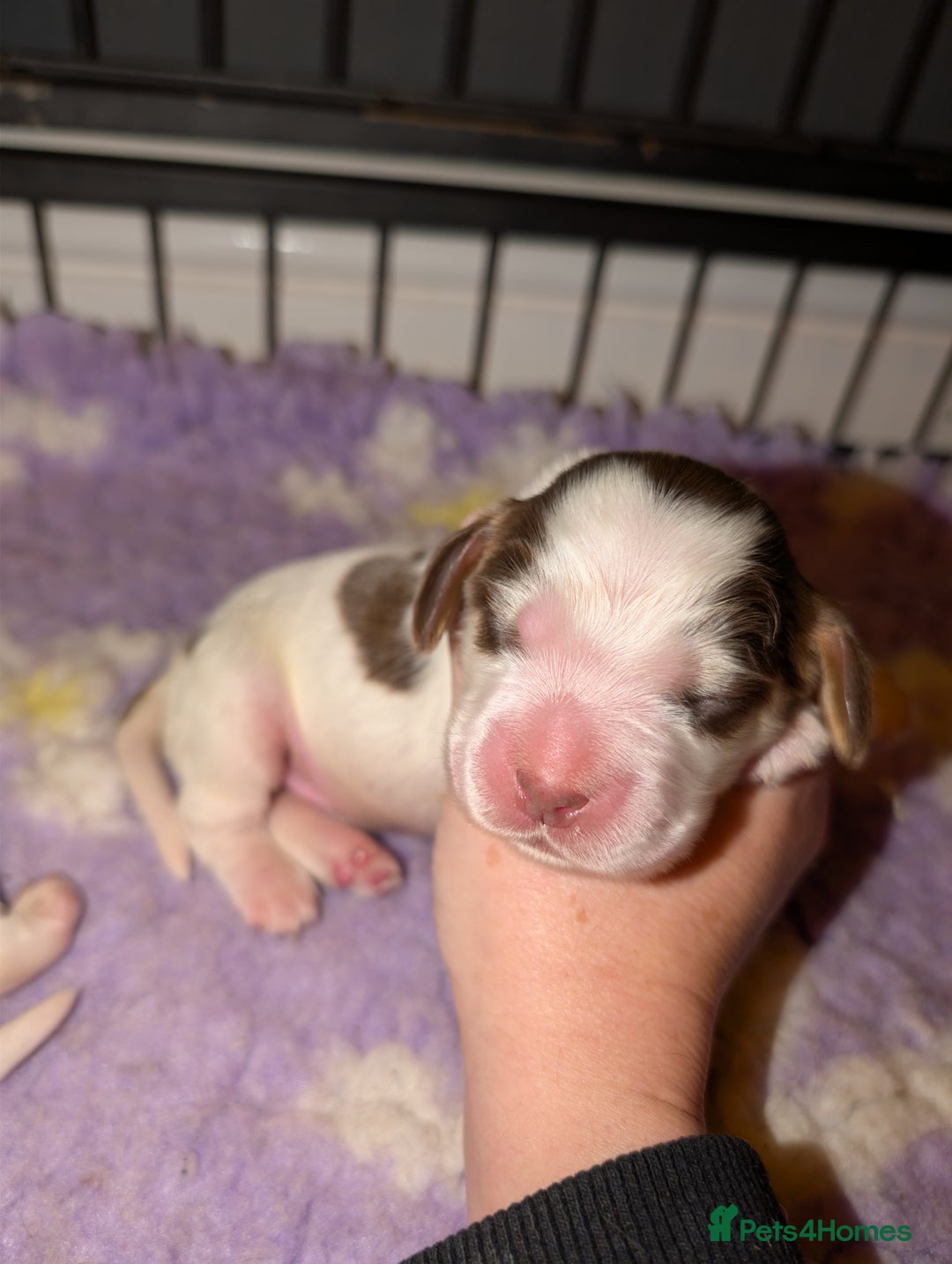 Cocker Spaniel dogs for sale: CHAMPION BLOODLINE SHOW COCKER BOY PUPPIES  - Advert 13