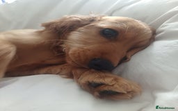 Cocker Spaniel dogs for sale: COOPER  - Image 8