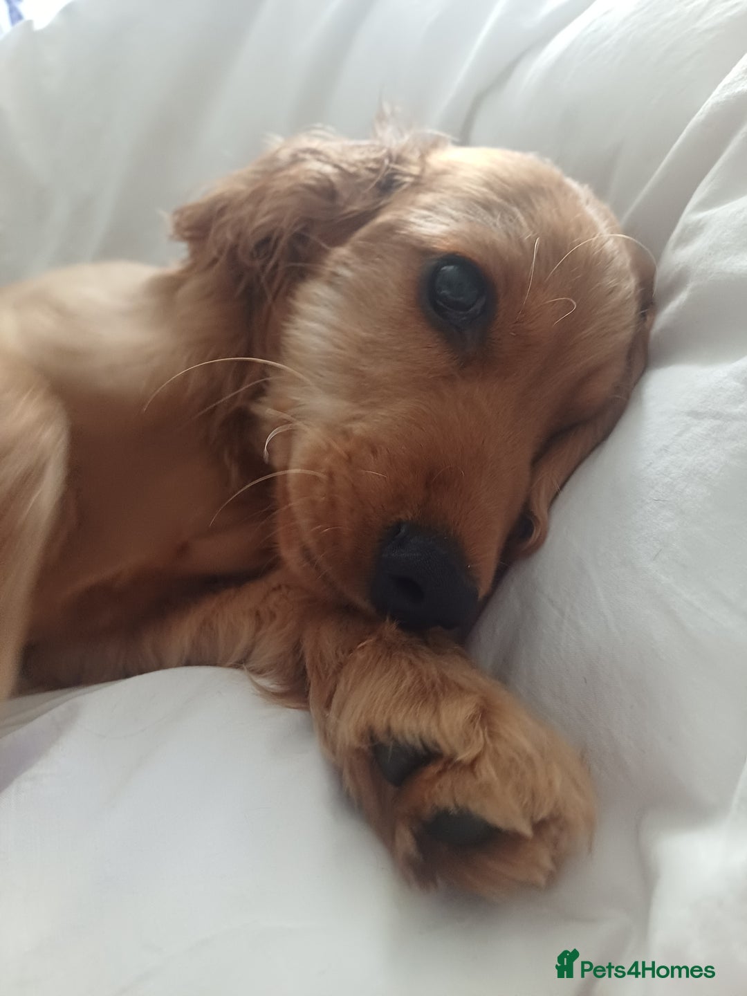 Cocker Spaniel dogs for sale: COOPER  - Image 8
