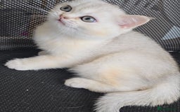 British Shorthair cats for sale: Scottish Straight 2 month old girl - Advert 2