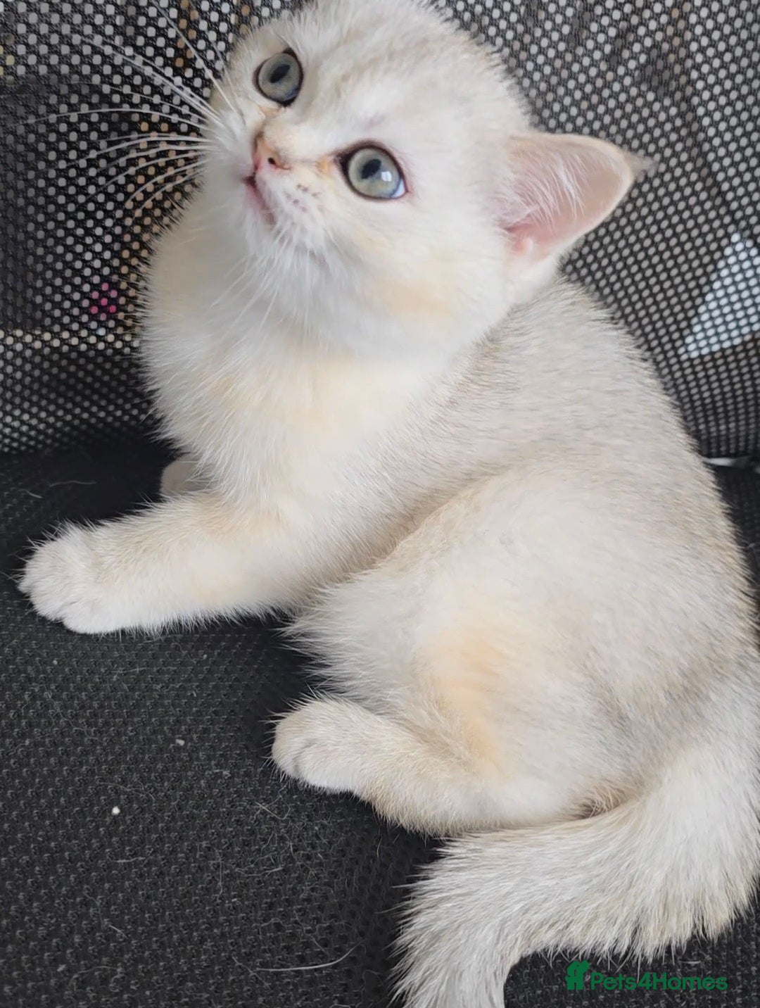 British Shorthair cats for sale: Scottish Straight 2 month old girl - Advert 2