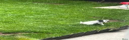 Jack Russell dogs for sale: 2 Jack Russell pups - Advert 8