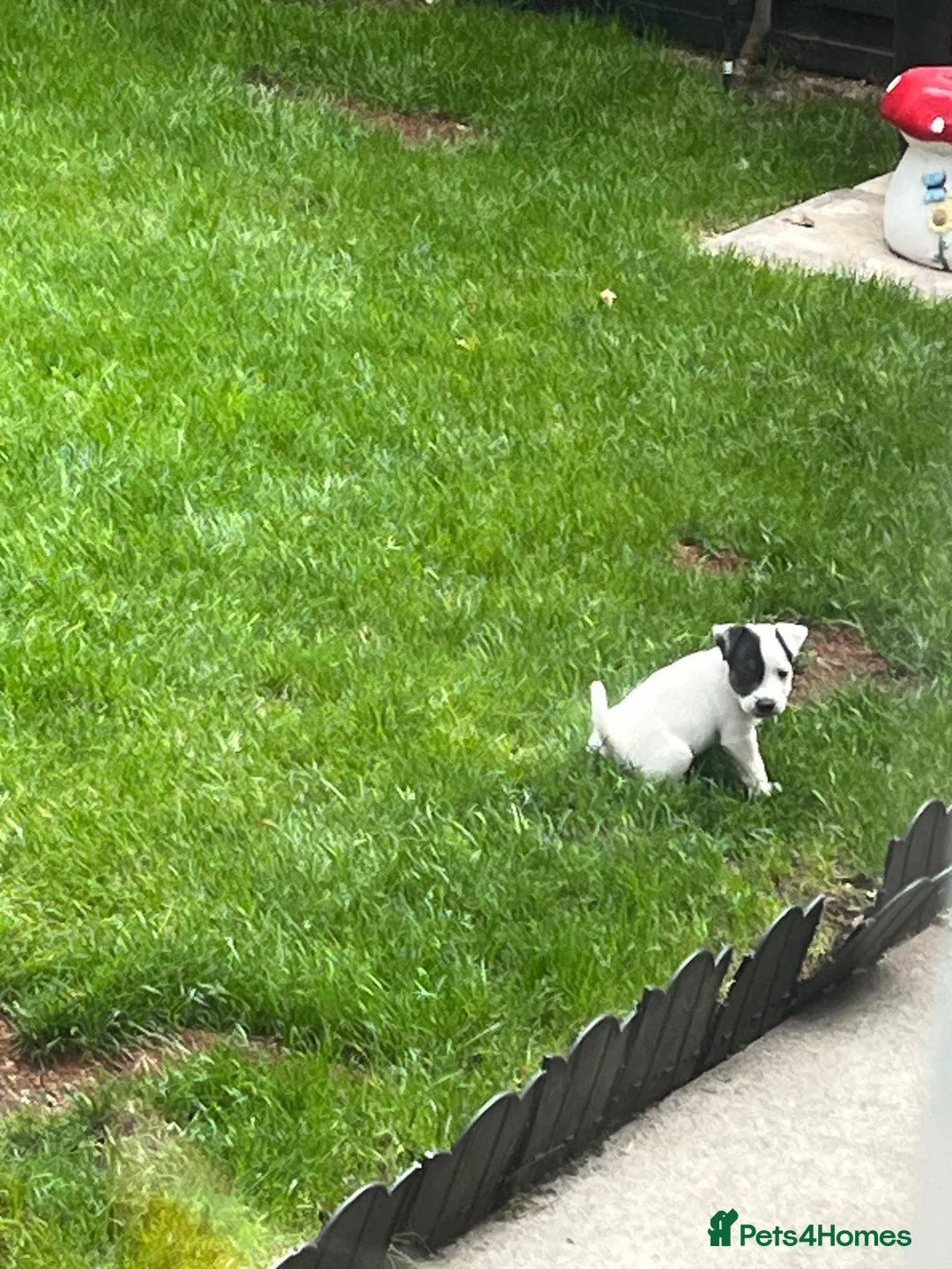 Jack Russell dogs for sale: 2 Jack Russell pups - Advert 8