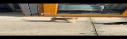Savannah cats for sale: Savannah x Bengal kittens in Leicester - Advert 6