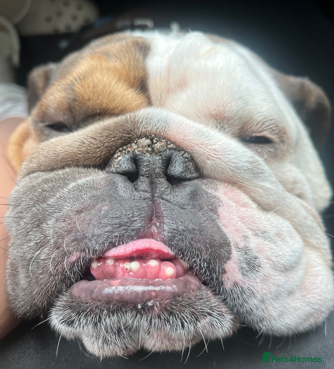 English Bulldog dogs for sale: 2 Year Old English Bulldog Ted - Image 3