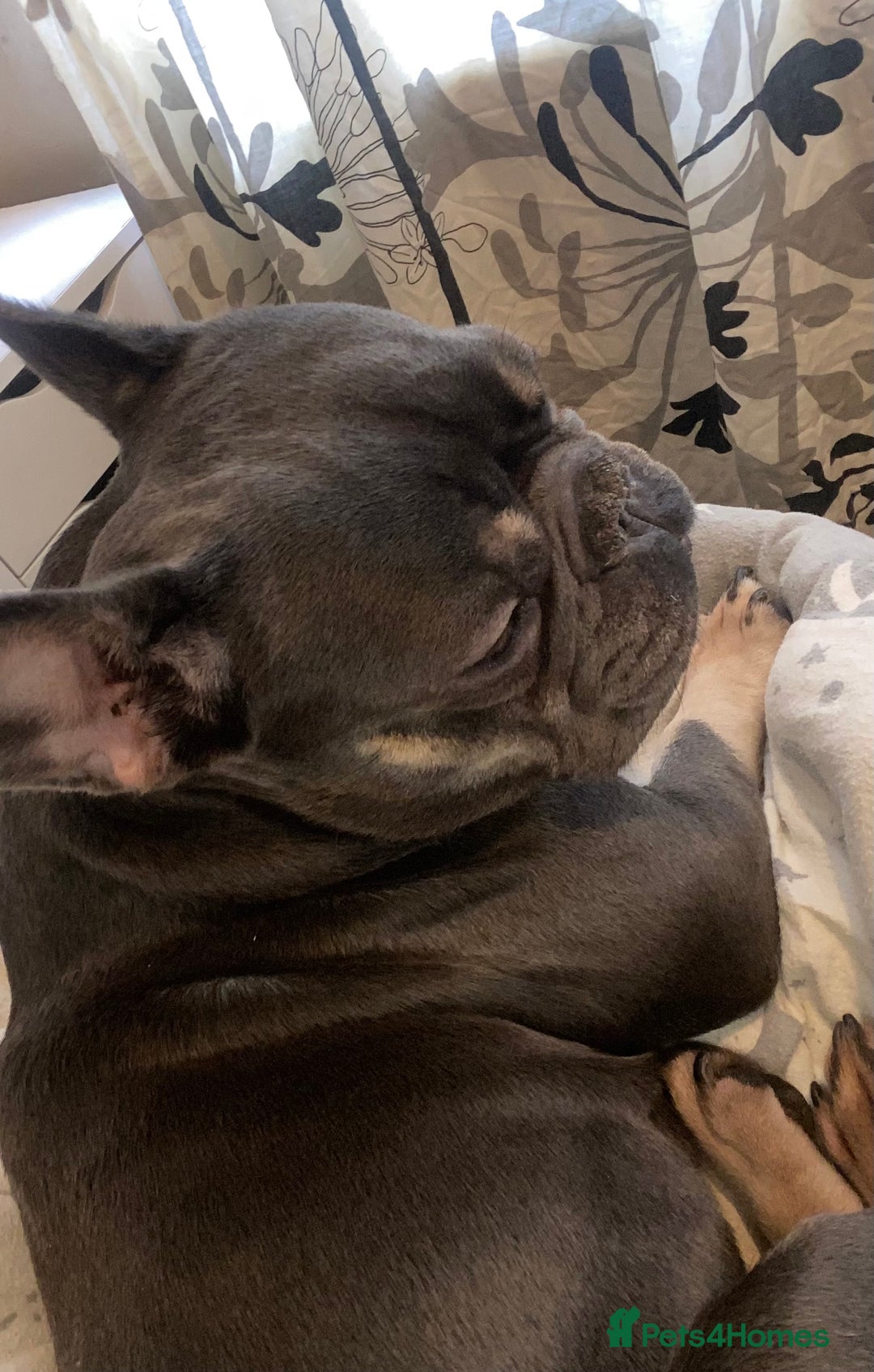 Mixed Breed dogs for sale: French bulldog cross jack russell pups for sale. - Image 5
