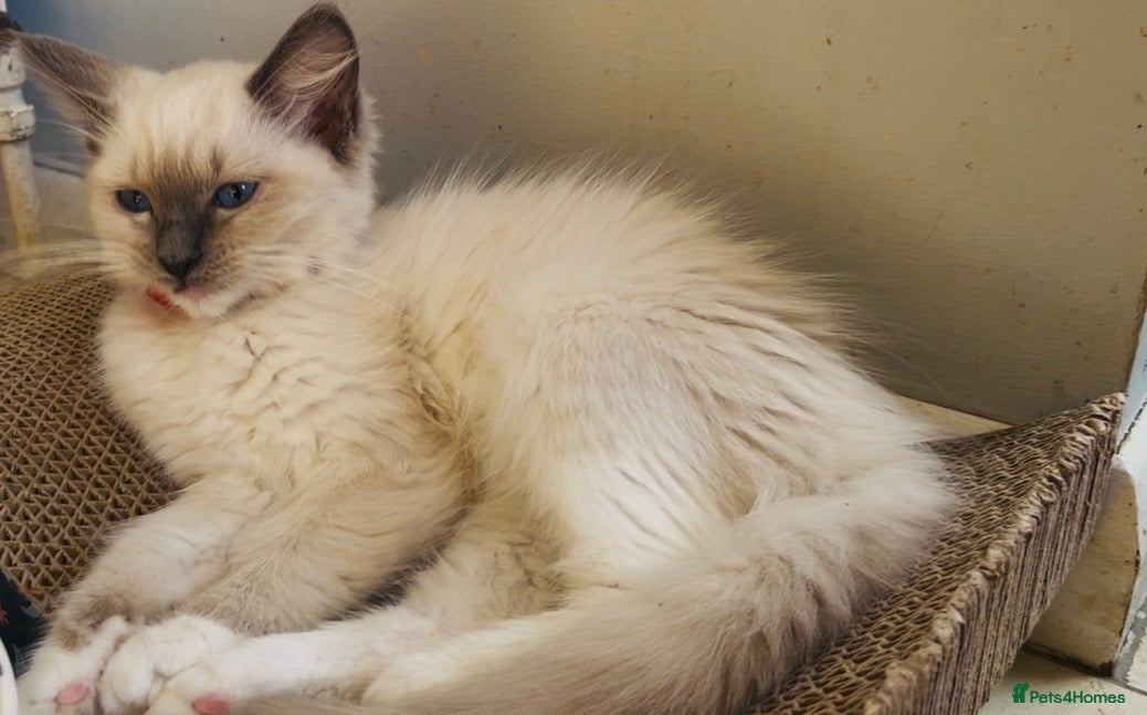 Ragdoll cats Ragdoll kittens  - Advert 2