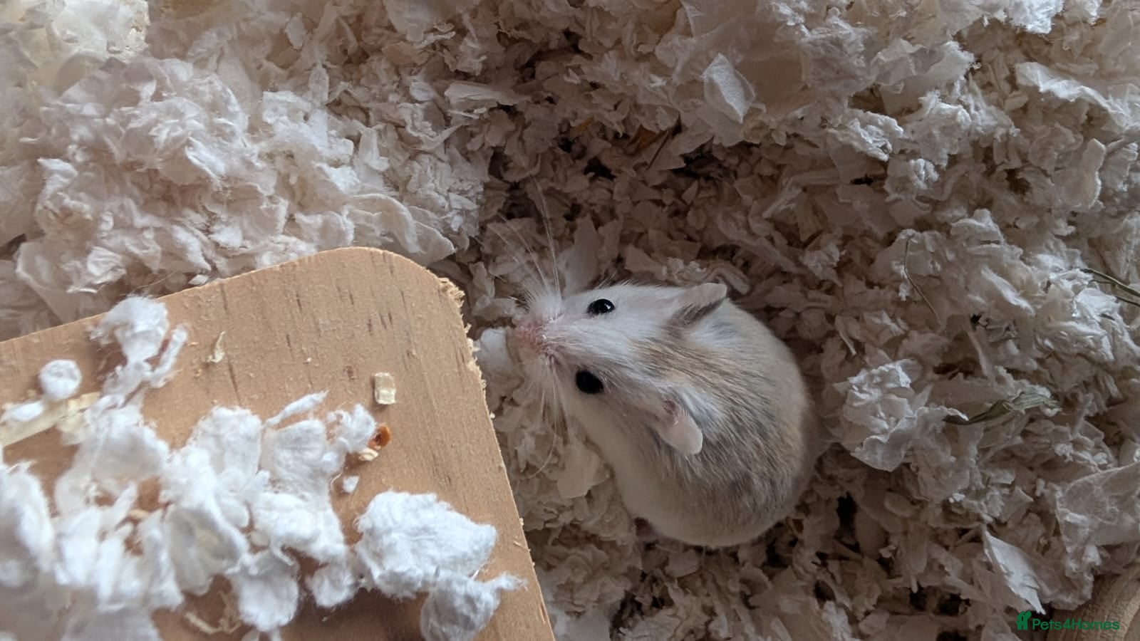 Hamster rodents Hundred Acre Hamster Rescue  - Advert 2