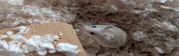 Hamster rodents for sale: Hundred Acre Hamster Rescue  in Hamilton - Advert 2