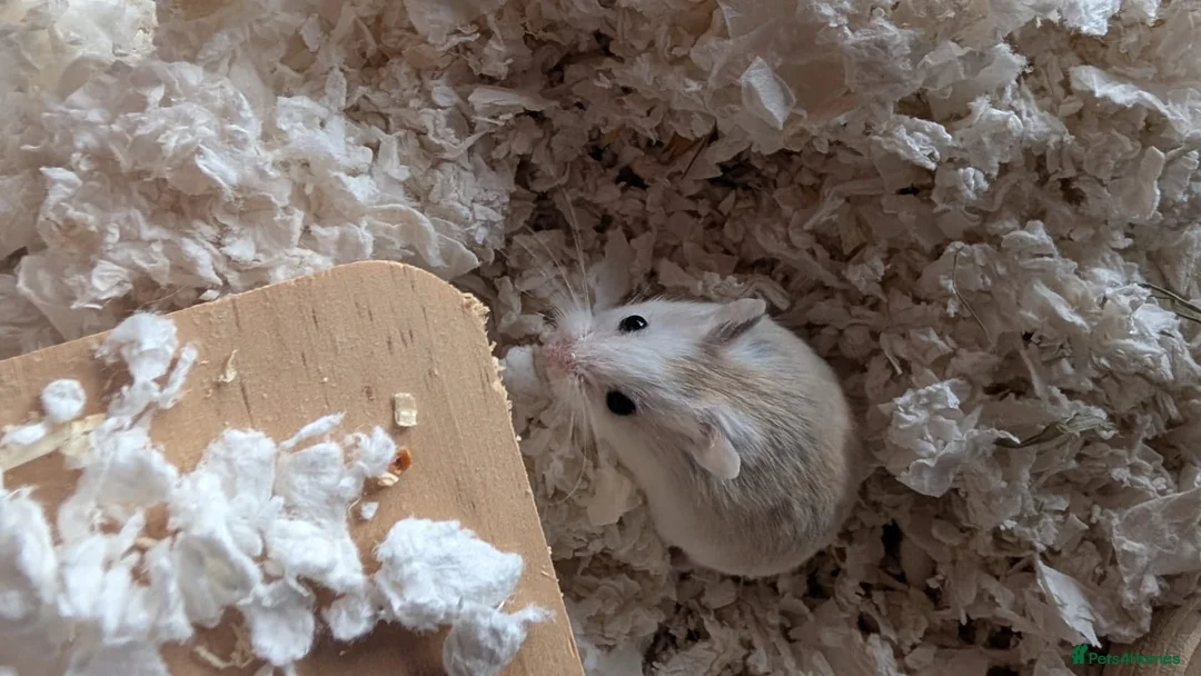 Hamster rodents for sale: Hundred Acre Hamster Rescue  in Hamilton - Advert 2