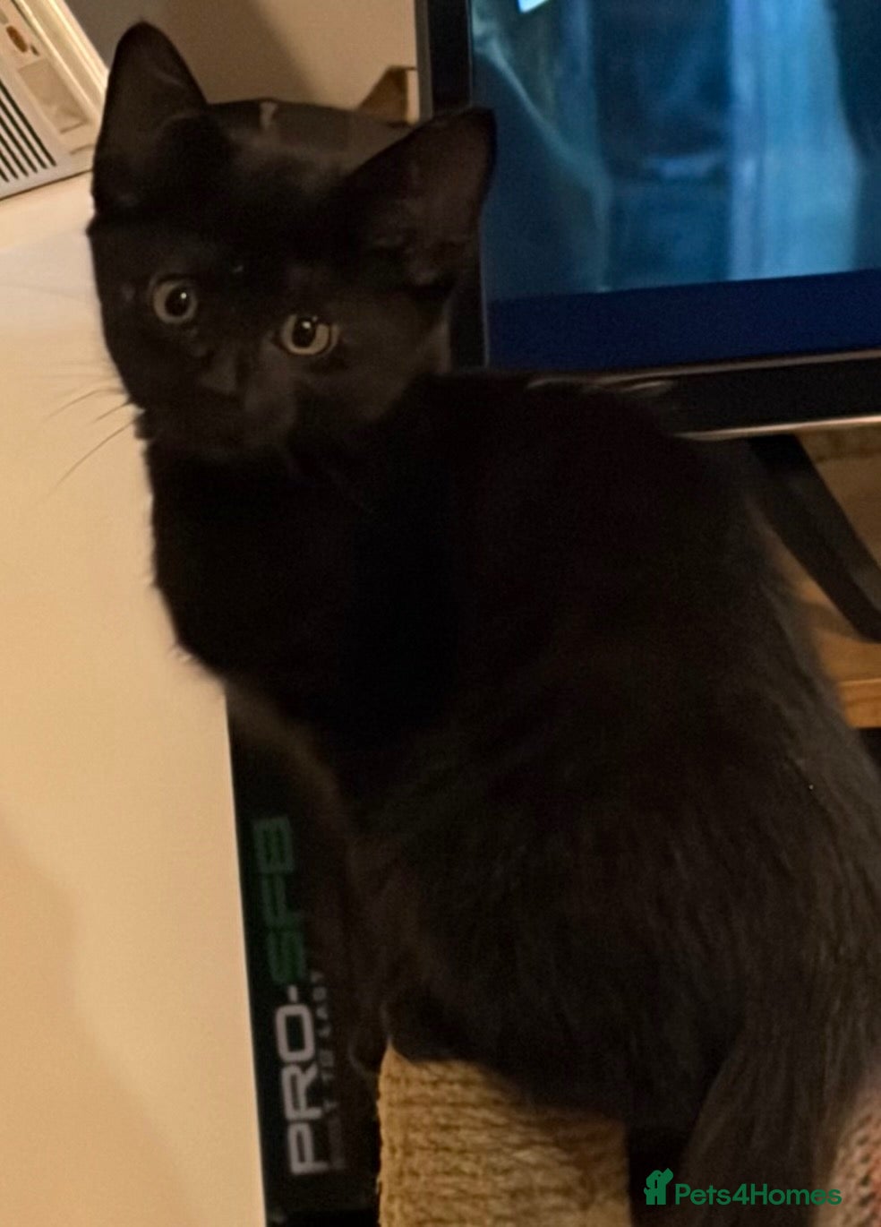 Mixed Breed cats Black kitten - Advert 16