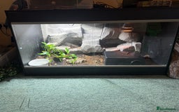 Python Snake reptiles for sale: Pied ball Python for sale  - Image 3