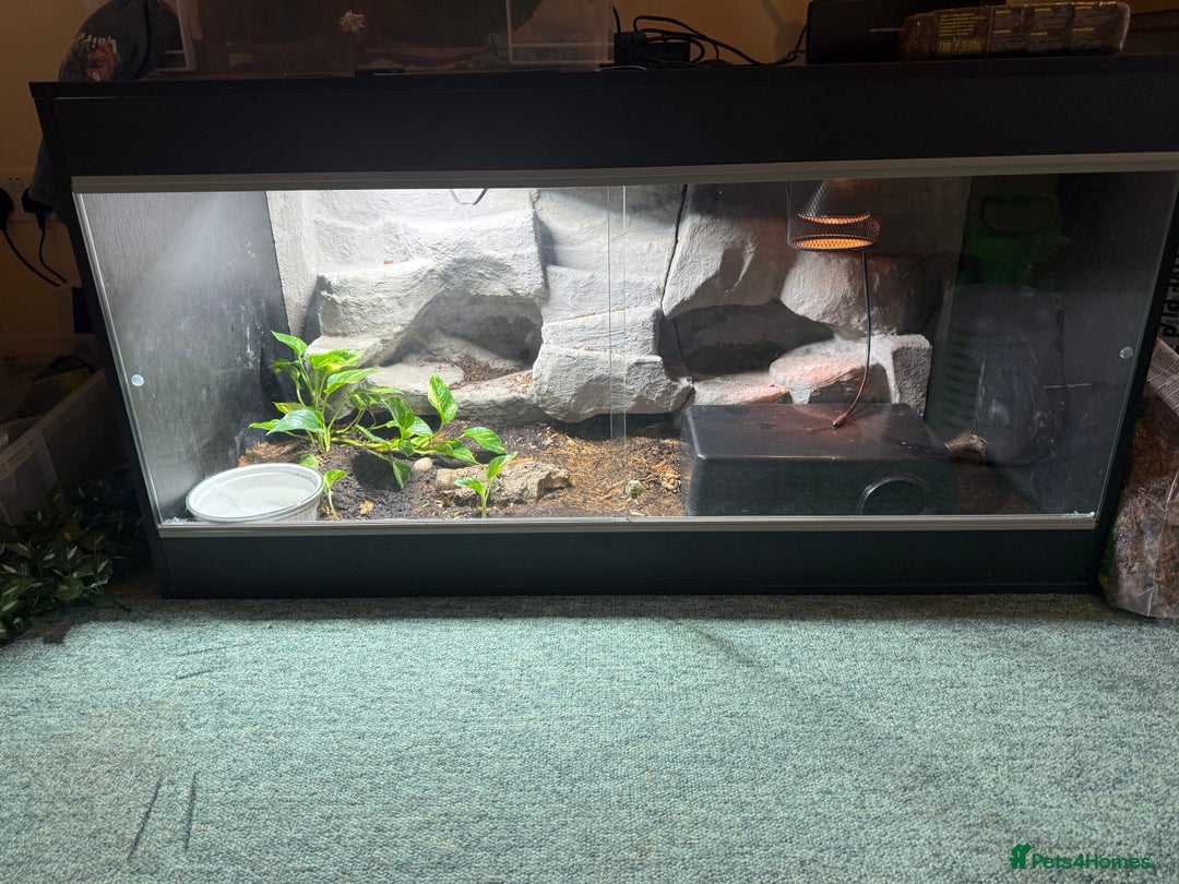 Python Snake reptiles for sale: Pied ball Python for sale  - Image 3