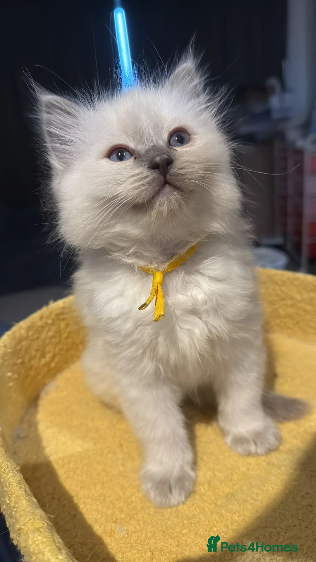 Ragdoll cats for sale: 5 ragdoll kittens for sale  - Advert 8