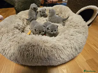 British Shorthair cats Kittens for sale - Advert 5