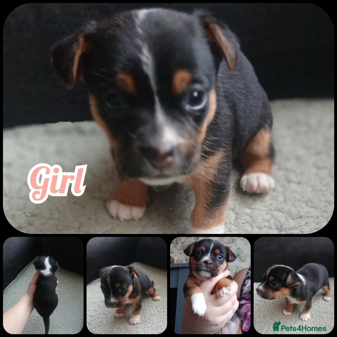 Jack Russell dogs for sale: Jack russell  - Advert 2