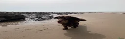 Miniature Dachshund dogs for sale: Bruno  - Advert 6