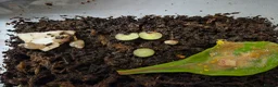 Snails invertebrates for sale: Baby Giant African land snail with temp. set up  - Advert 4