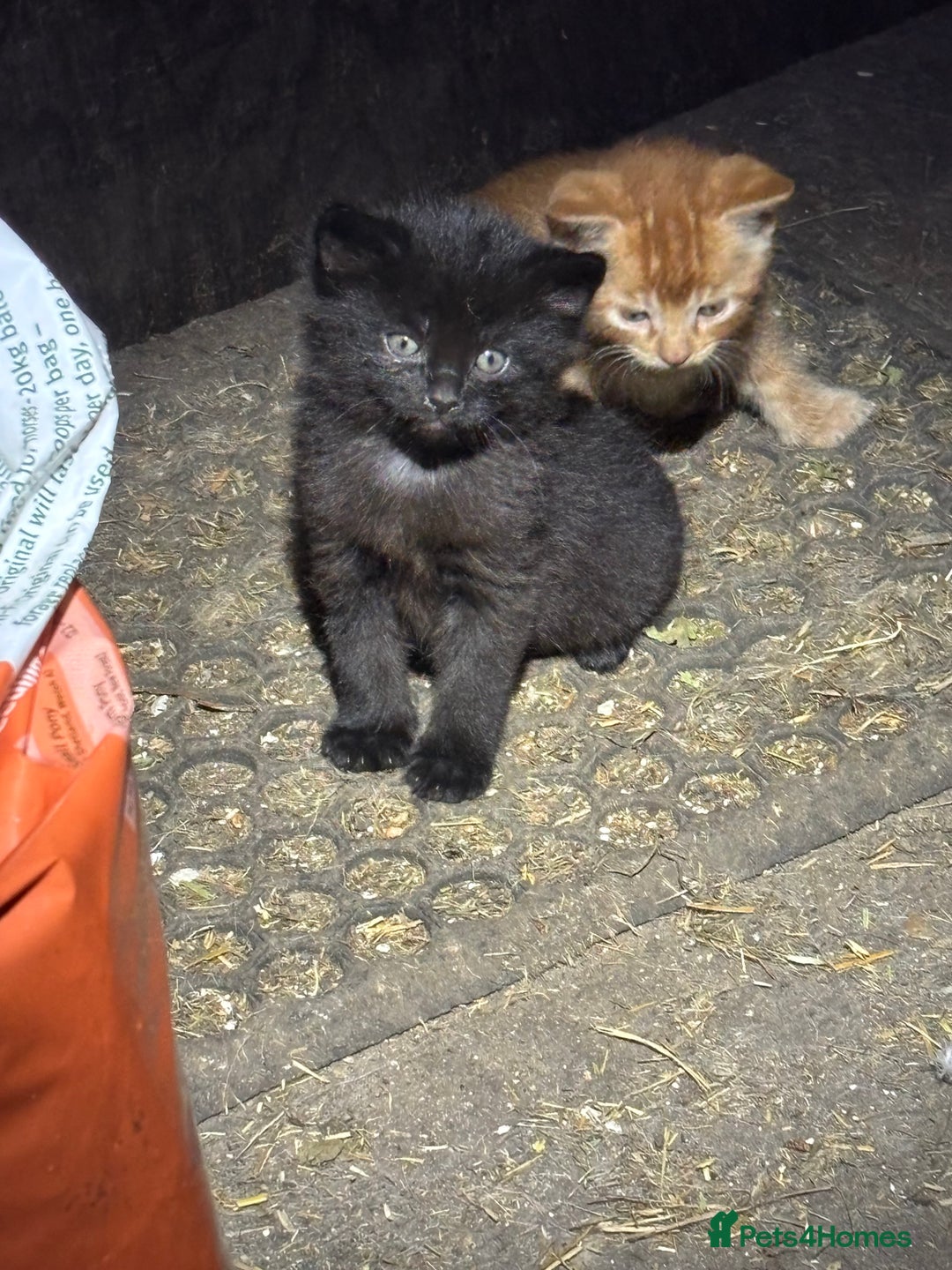 Mixed Breed cats for sale: 2 lovely kittens ready now  - Image 6