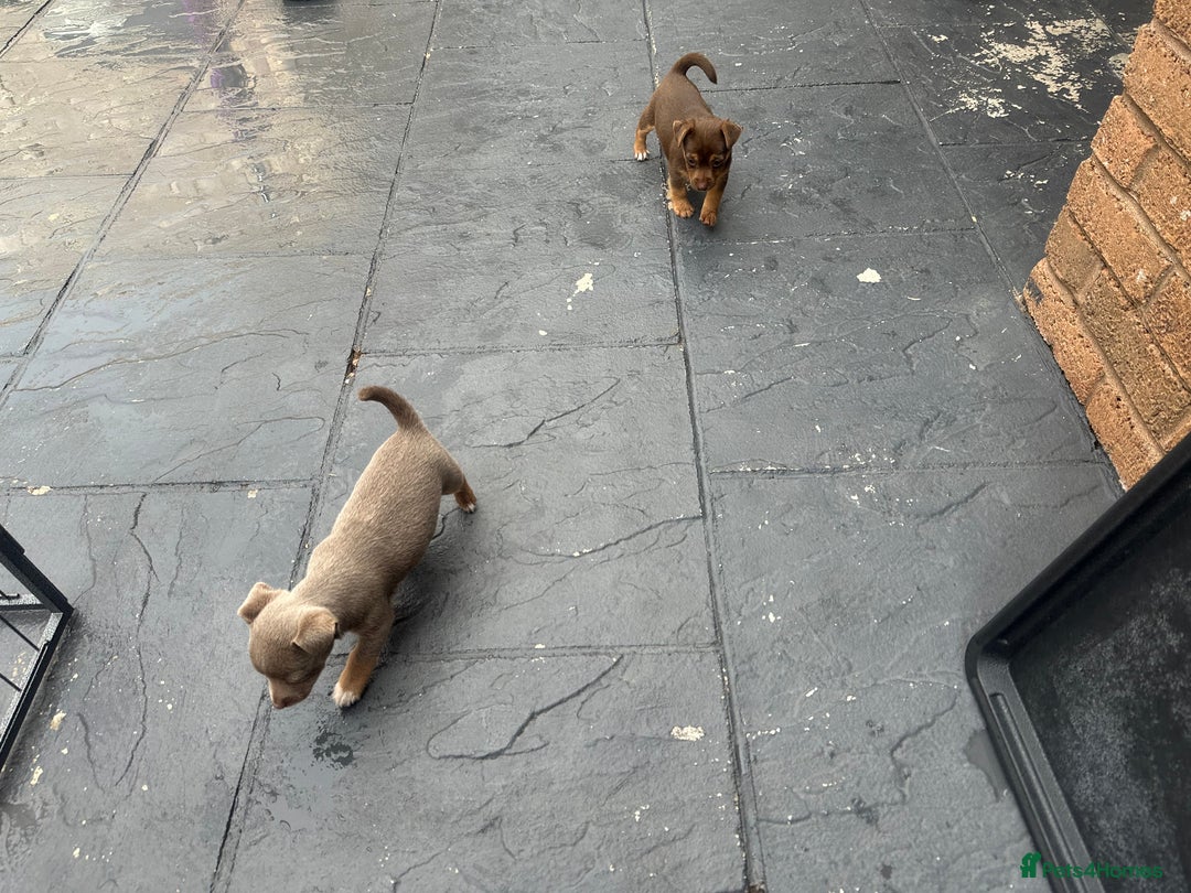 Jack Russell dogs for sale: 🐾 Adorable Jack Russell Puppies for Sale! 🐾 - Image 14