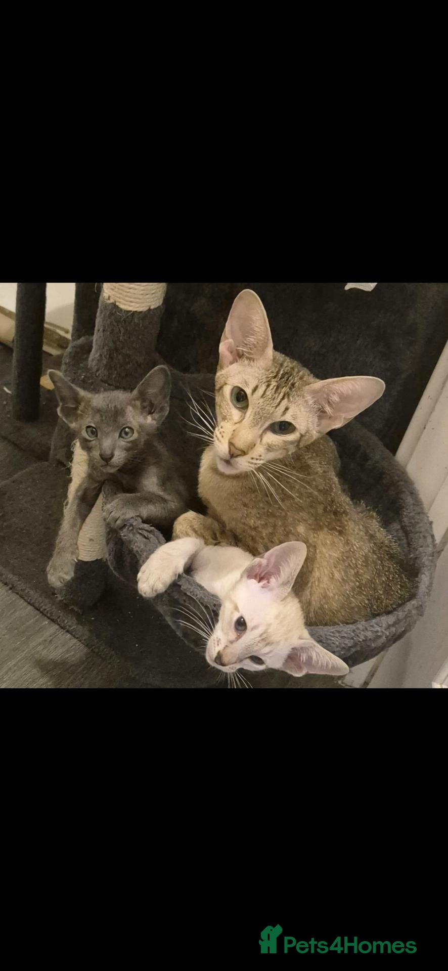 Oriental cats Stunning oriental and siamese boys  - Advert 1